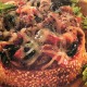 Recette du bagel Pizza